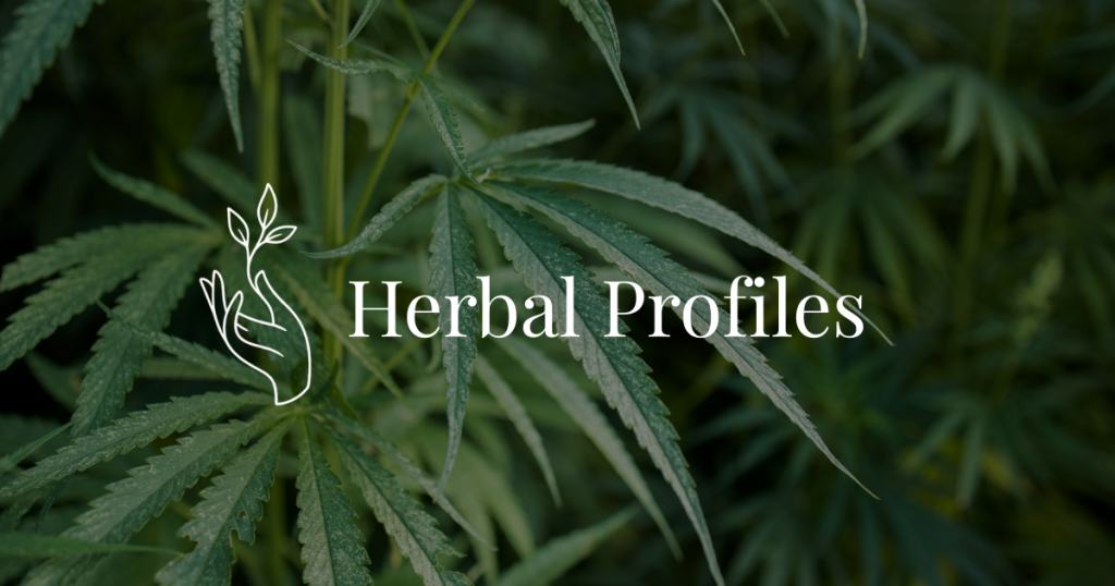 Best THC Drinks of 2026: 13 Cannabis Beverages Worth Your Money (Tested)